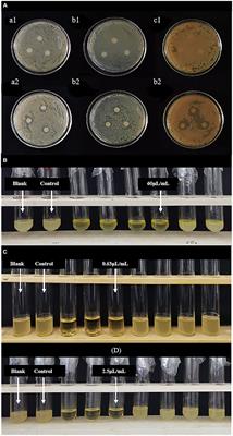 Study on the bacteriostasis of lemon essential oil and the application of lemon essential oil nanoemulsion on fresh-cut kiwifruit